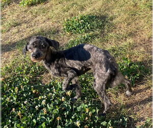 Mutt Dogs for adoption in Salt Lake City, UT, USA