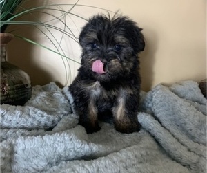 YorkiePoo Dog for Adoption in NOBLESVILLE, Indiana USA