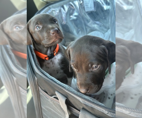 Medium Photo #1 German Shorthaired Pointer Puppy For Sale in PLACERVILLE, CA, USA