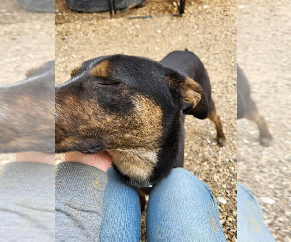 Medium Photo #2 Mutt Puppy For Sale in Foristell, MO, USA