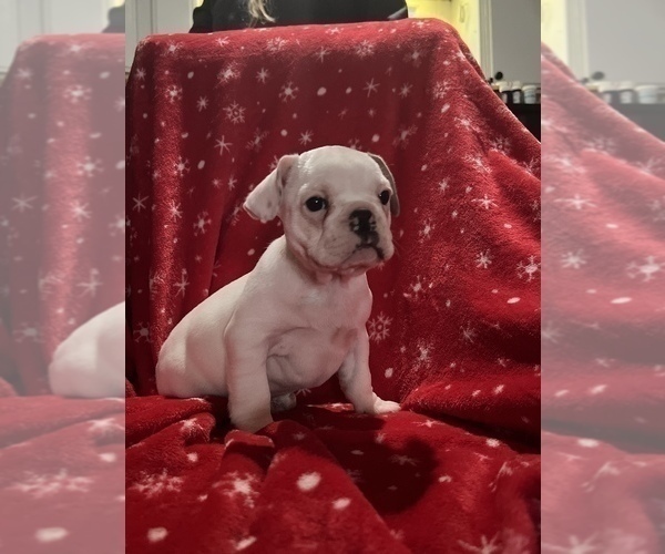 Medium Photo #21 French Bulldog Puppy For Sale in LOMA LINDA, CA, USA