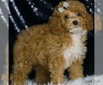 Puppy Pepper AKC Poodle (Miniature)