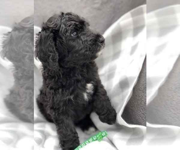 Medium Photo #2 Bernedoodle Puppy For Sale in WINTER, WI, USA