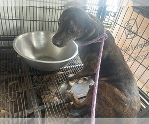 Chiweenie Dogs for adoption in Houston, TX, USA