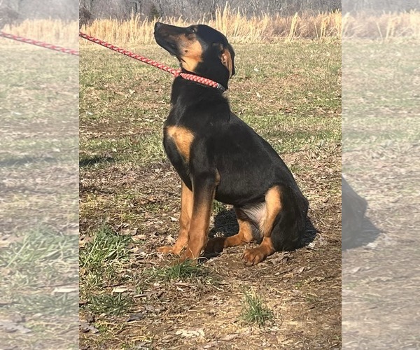 Medium Photo #1 Doberman Pinscher-German Shepherd Dog Mix Puppy For Sale in HOPKINSVILLE/PRINCETON, KY, NH, USA