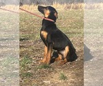 Small Doberman Pinscher-German Shepherd Dog Mix