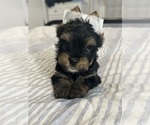 Small Photo #2 Yorkshire Terrier Puppy For Sale in WEST HARTFORD, CT, USA