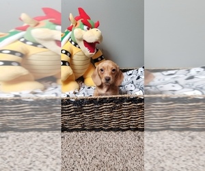 Dachshund Puppy for sale in GREENWOOD, IN, USA