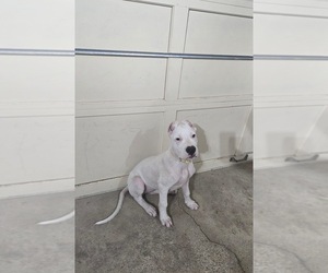 Dogo Argentino Puppy for sale in PATERSON, NJ, USA