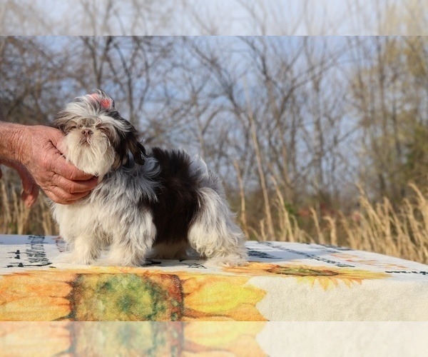 Medium Photo #2 Shih Tzu Puppy For Sale in DYERSBURG, TN, USA