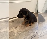 4 BOYS 1 GIRL - Male German Shepherd Dog Dog for Adoption - Small photo