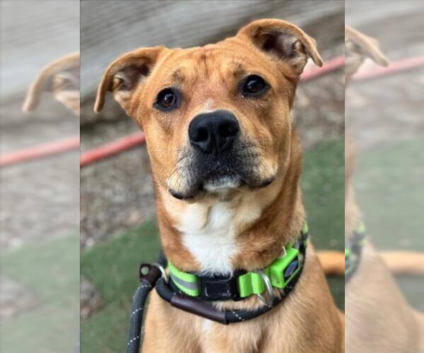 Medium Photo #1 Labrador Retriever-Unknown Mix Puppy For Sale in Woodland, CA, USA