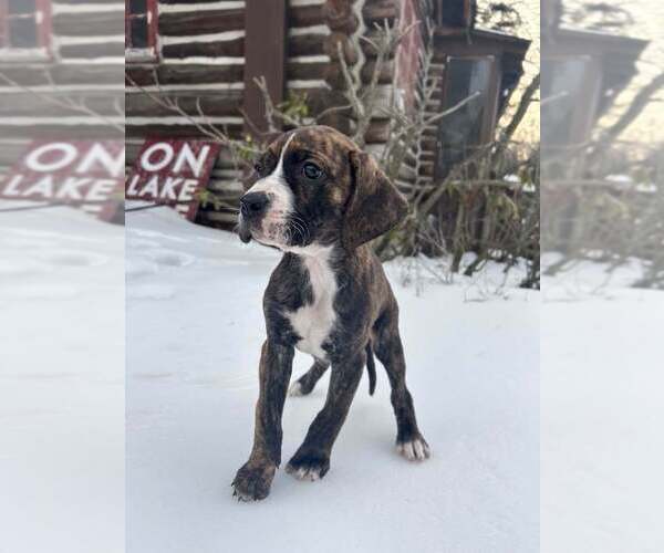 Medium Photo #5 Boxador Puppy For Sale in New York, NY, USA