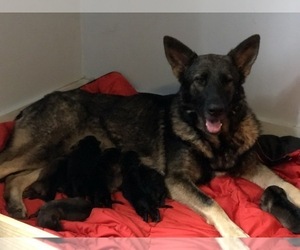 Mother of the German Shepherd Dog puppies born on 08/06/2023