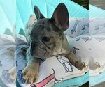 Small Photo #3 French Bulldog Puppy For Sale in RENTON, WA, USA
