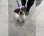 Small #3 Mutt