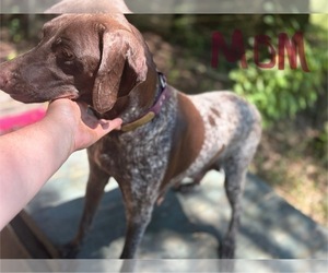Mother of the German Shorthaired Pointer puppies born on 07/28/2025