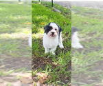 Small #2 Shih Tzu