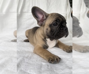 French Bulldog Puppy for sale in UNIVERSAL CITY, TX, USA