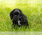 Small Photo #26 Cocker Spaniel Puppy For Sale in NAPPANEE, IN, USA