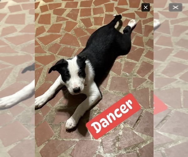 Medium Photo #3 Border Collie Puppy For Sale in HUNTERSVILLE, NC, USA