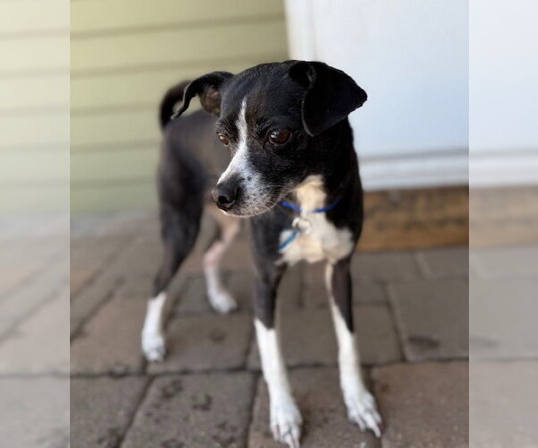 Medium Photo #6 Chihuahua-Unknown Mix Puppy For Sale in St. Louis Park, MN, USA