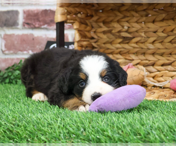 Medium Photo #7 Bernese Mountain Dog Puppy For Sale in SYRACUSE, IN, USA