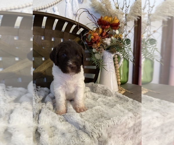 Medium Photo #4 Labradoodle Puppy For Sale in DIXON, IL, USA