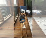Small #2 Boxer