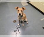 GIGI - Female Labrador Retriever-Unknown Mix Dog for Adoption - Small photo