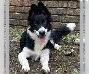 Australian Shepherd-Border-Aussie Mix Puppy for sale in LANCASTER, SC, USA