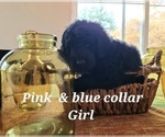 Small Photo #4 Goldendoodle Puppy For Sale in WHITE CLOUD, MI, USA