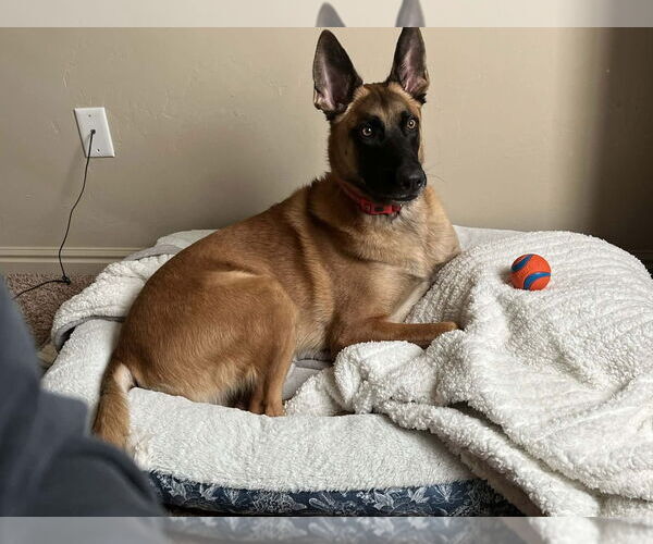 Medium Photo #1 Mutt Puppy For Sale in Imlay City, MI, USA