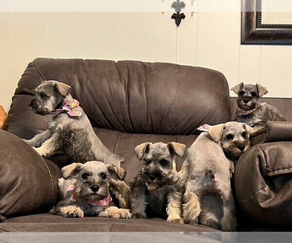 Medium Photo #1 Schnauzer (Miniature) Puppy For Sale in MONTEZUMA, GA, USA