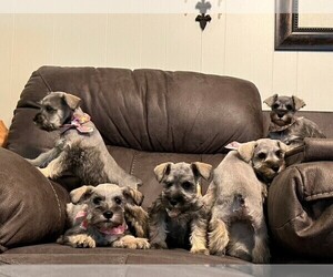 Schnauzer (Miniature) Puppy for sale in MONTEZUMA, GA, USA