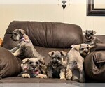 Small Schnauzer (Miniature)