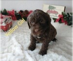 Small Photo #2 Portuguese Water Dog Puppy For Sale in PARMA, ID, USA