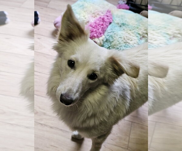 Medium Photo #4 Pomeranian-pomeranian spitz Mix Puppy For Sale in Jackson, NJ, USA