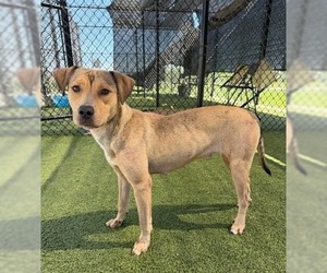 Carolina - Female Mutt Dog for Adoption - Photo #3