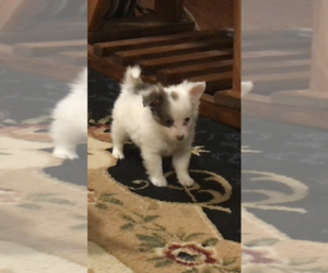 Chihuahua Puppy for sale in FAYETTEVILLE, NC, USA