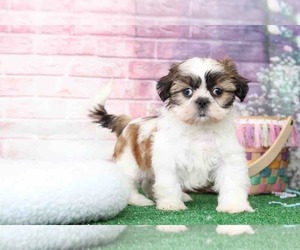 Medium Shih Tzu