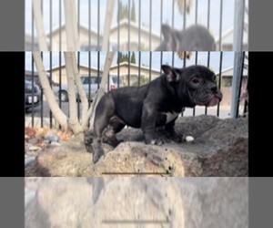 American Bully Puppy for Sale in BAY POINT, California USA