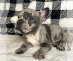 Small Photo #2 French Bulldog Puppy For Sale in TRACYS LANDING, MD, USA