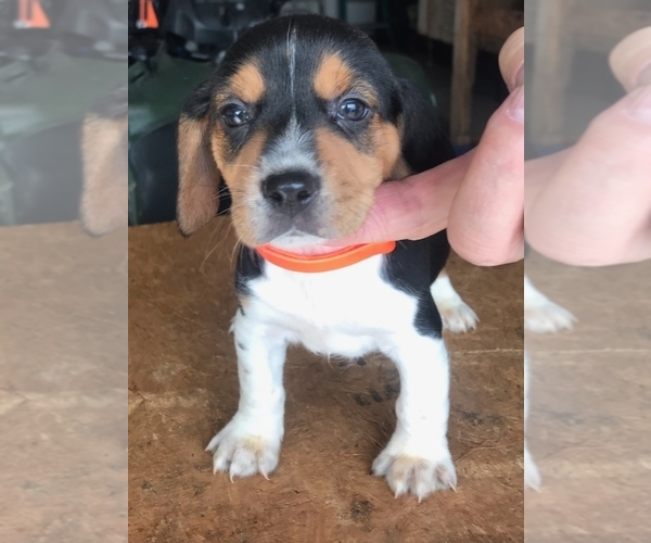 Medium Photo #1 Beagle Puppy For Sale in ALVATON, KY, USA