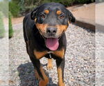 Small #1 Rottweiler