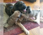 Small Photo #11 Leonberger-Saint Bernard Mix Puppy For Sale in BATH, NY, USA