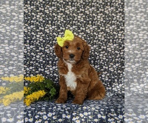 Goldendoodle (Miniature) Puppy for Sale in CHRISTIANA, Pennsylvania USA
