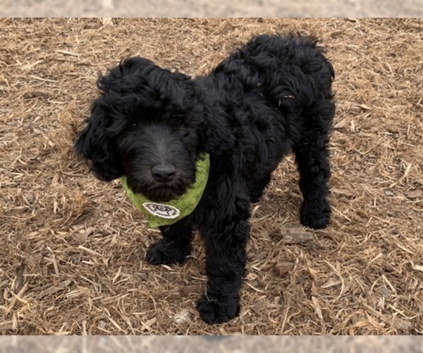 Medium Photo #2 Labradoodle Puppy For Sale in SIOUX CENTER, IA, USA