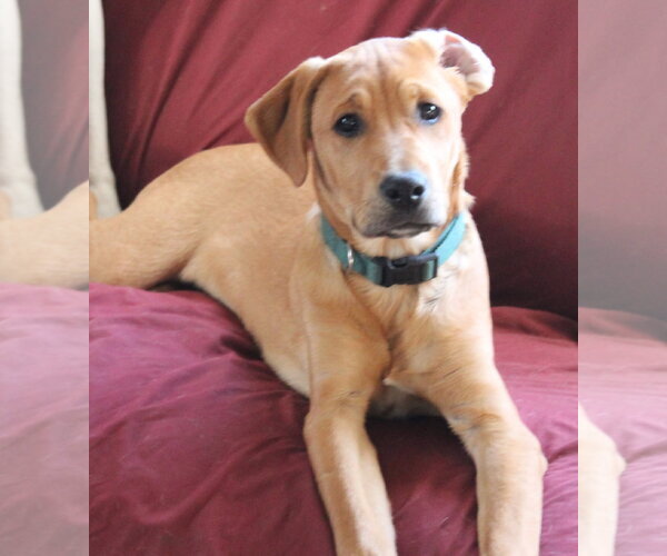 Medium Photo #4 Boxer-Unknown Mix Puppy For Sale in Burnsville, MN, USA