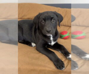 Aussiedor Dogs for adoption in Bemidji, MN, USA